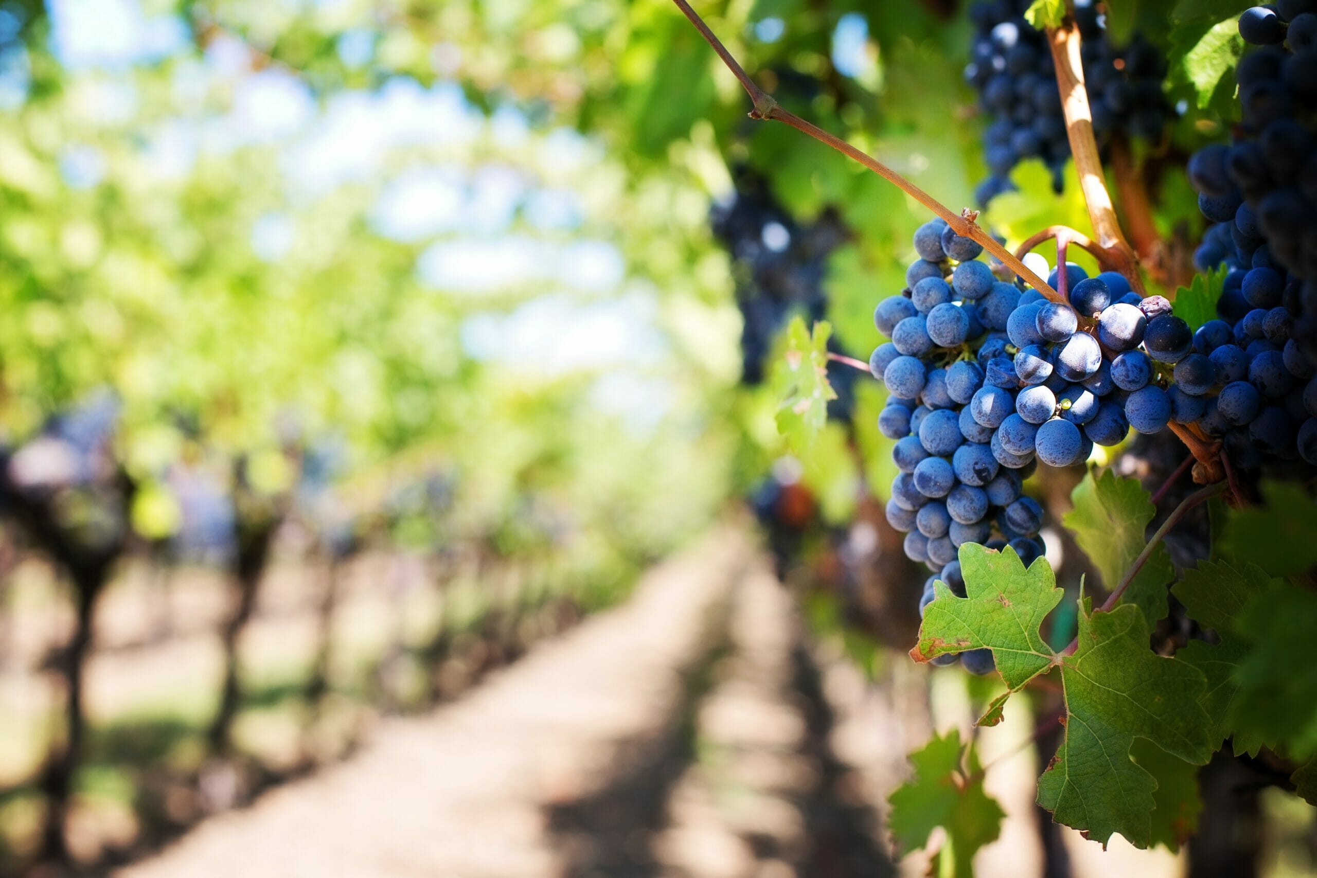 C’è anche un altro ottimo motivo per visitare Otricoli a gennaio e negli altri mesi dell’anno. Ovvero le specialità culinarie e la produzione vinicola di assoluto pregio.