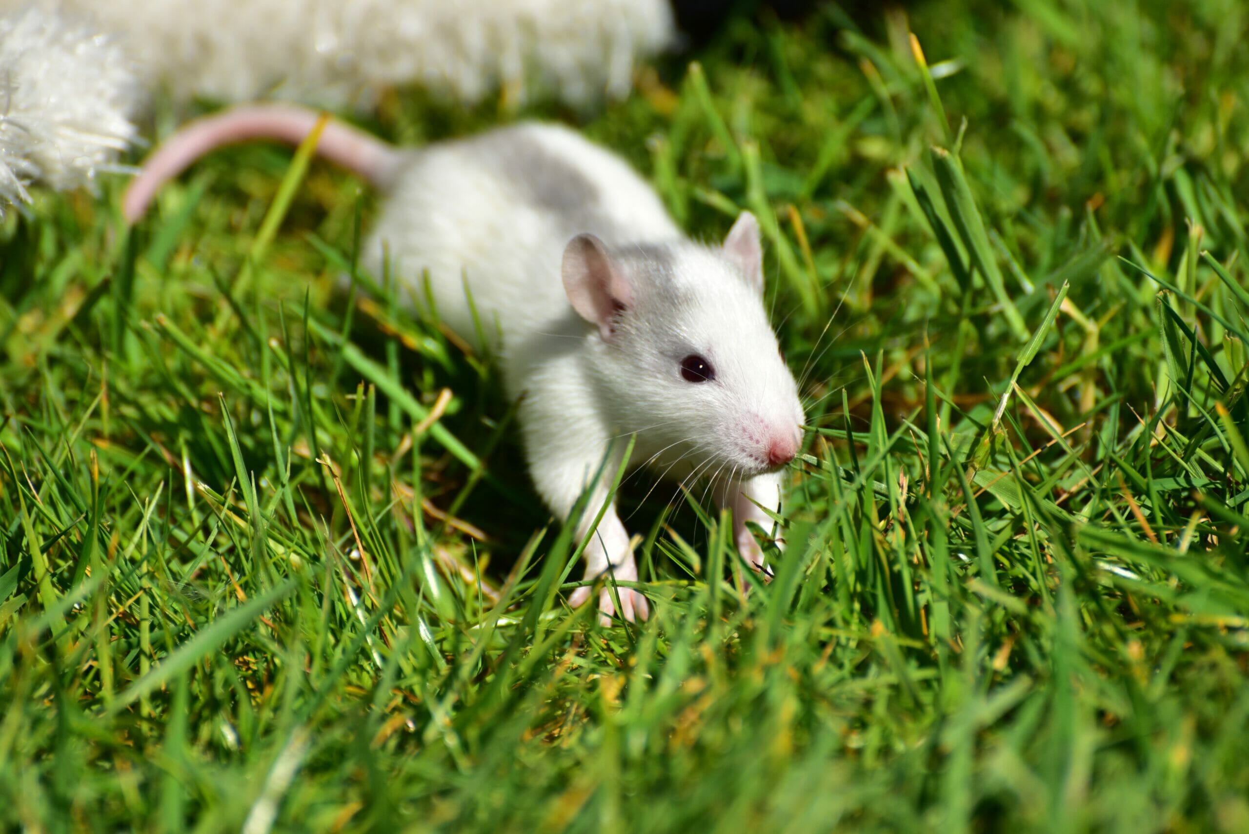 Ci sono molti metodi per evitare che questi piccoli animaletti entrino in casa