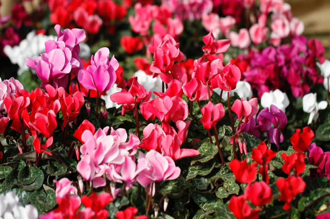 Ciclamino, bello come non mai sacrificandone i primi fiori