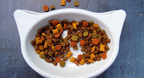 Come risparmiare sul cibo per gatti