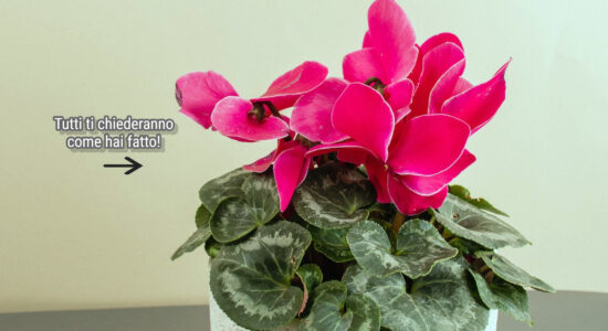 Con questi trucchi rubati ai giardinieri il ciclamino avrà fiori bellissimi per tutto l'inverno