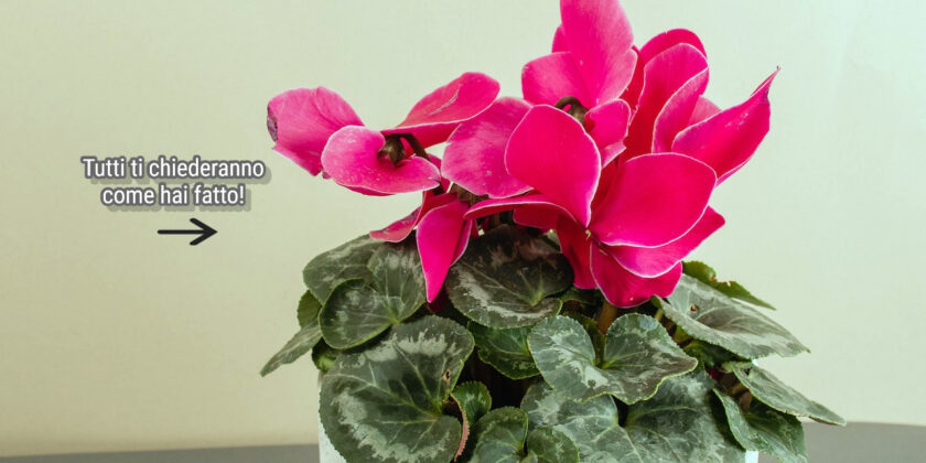 Con questi trucchi rubati ai giardinieri il ciclamino avrà fiori bellissimi per tutto l'inverno