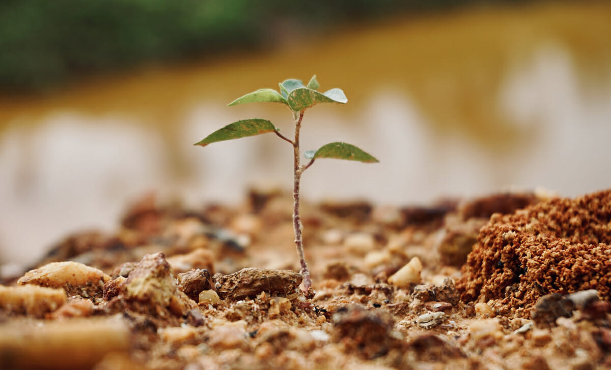Confucio diceva che il miglior momento per piantare un albero era trent’anni fa, ma il secondo miglior momento è proprio oggi