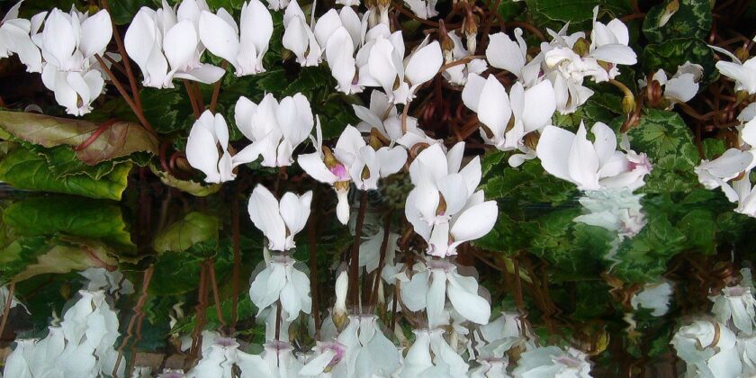 Conosci queste piante vistose che fioriscono in inverno