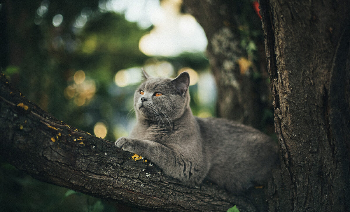 Controlla se il tuo gatto è vicino a casa e non trascurare alberi, tetti e condotti di ventilazione