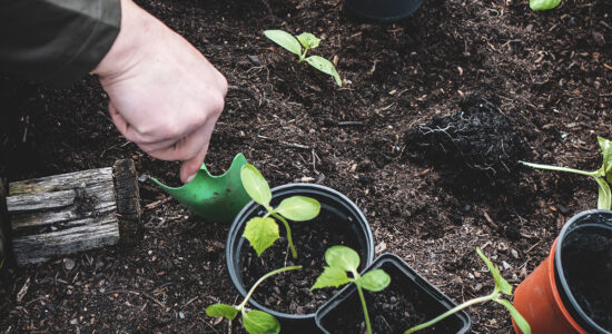 Conviene o no dedicarsi al giardinaggio a febbraio?