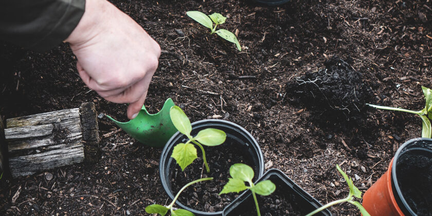 Conviene o no dedicarsi al giardinaggio a febbraio?
