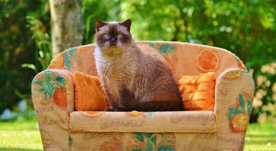 Cosa fare se il gatto si fa le unghie sul divano