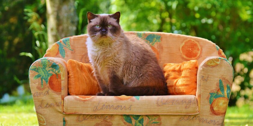Cosa fare se il gatto si fa le unghie sul divano