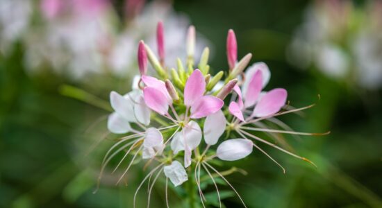 Cosa piantare in giardino a gennaio