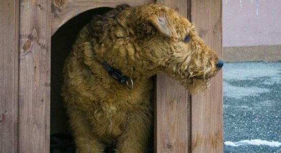 Cuccia per il cane fai da te in legno e da esterno