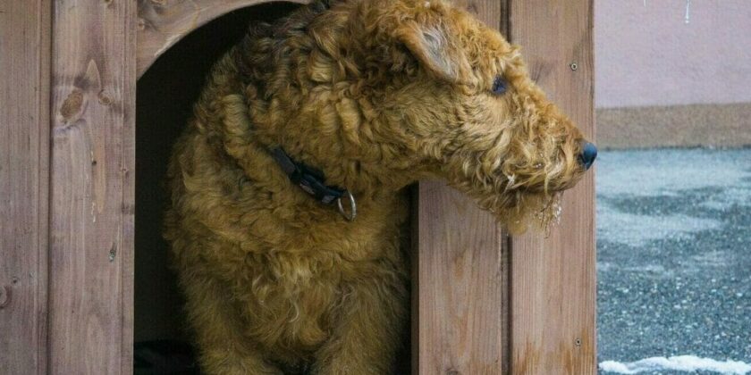 Cuccia per il cane fai da te in legno e da esterno