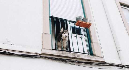 Dire “basta” al cane che abbaia allo sfinimento al citofono
