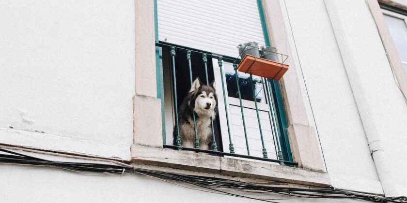 Dire “basta” al cane che abbaia allo sfinimento al citofono