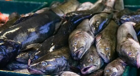 È il miglior pesce che puoi inserire nella dieta post feste