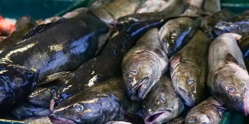 È il miglior pesce che puoi inserire nella dieta post feste