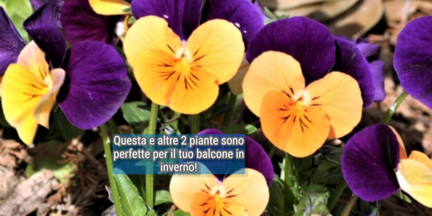 Ecco 3 piante super resistenti al gelo da avere in inverno