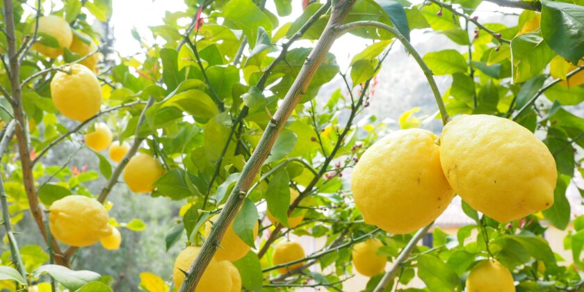 Ecco l’ora migliore per innaffiare la pianta del limone