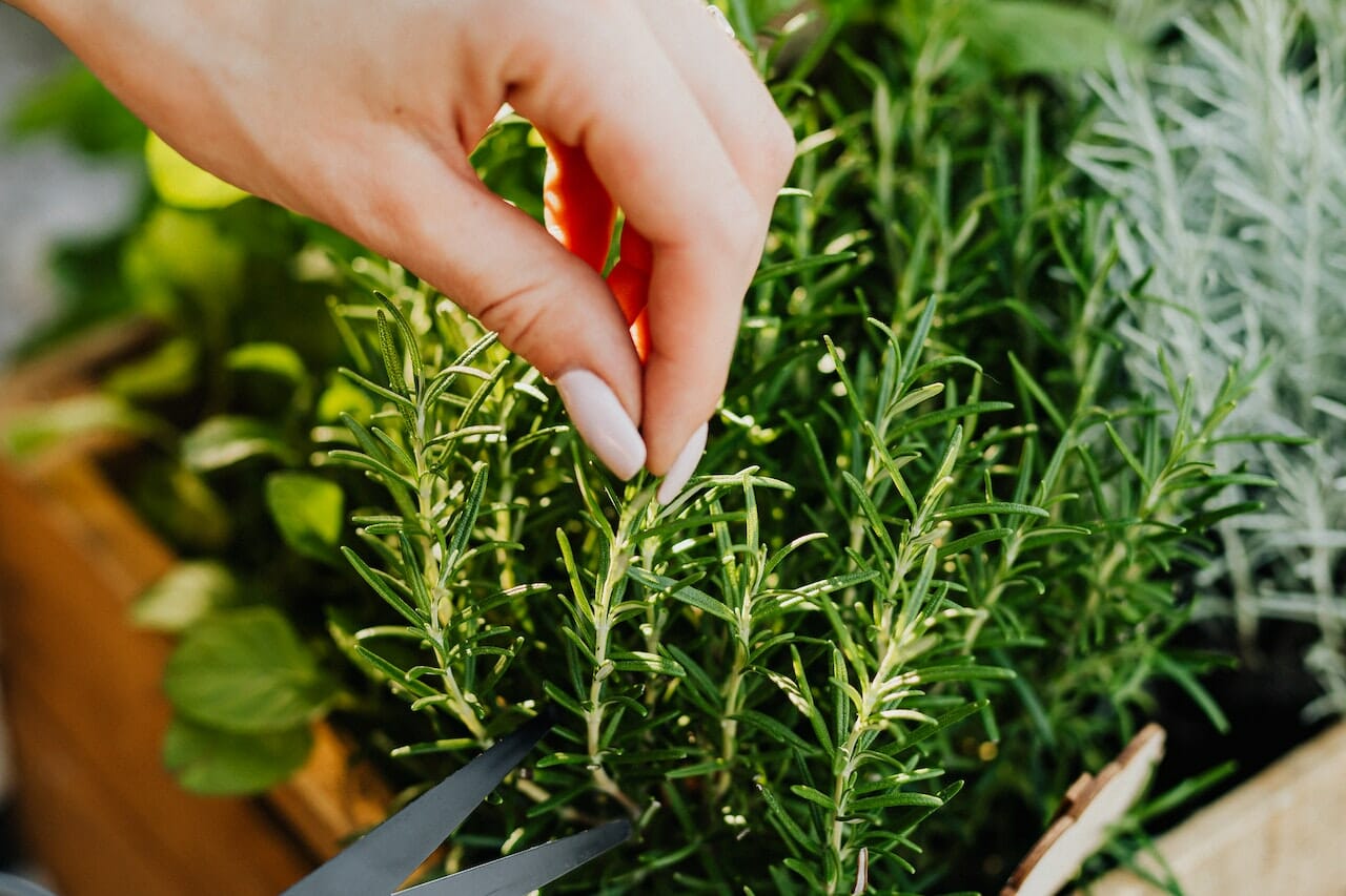 Erbe aromatiche
