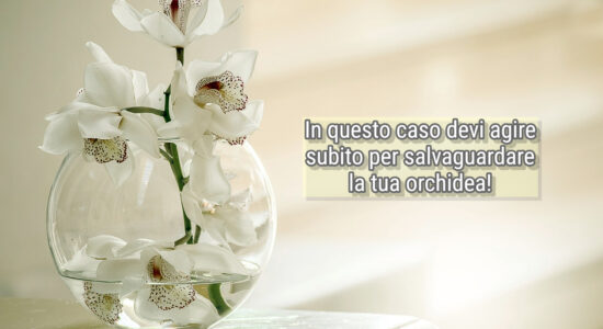Fai attenzione alle radici dell'orchidea, sono indicative del suo stato di salute