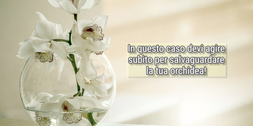 Fai attenzione alle radici dell'orchidea, sono indicative del suo stato di salute