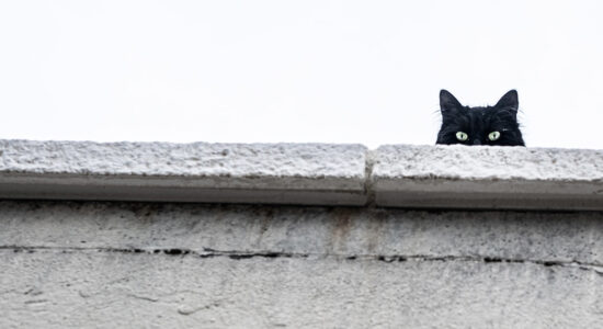 Ferma il gatto che scappa in strada