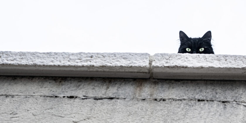 Ferma il gatto che scappa in strada