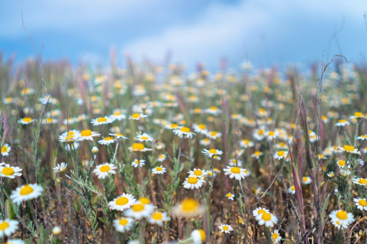 Fiori di camomilla-proiezionidiborsa.it