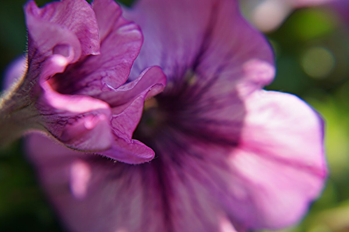 Fiori di malva-proiezionidiborsa.it