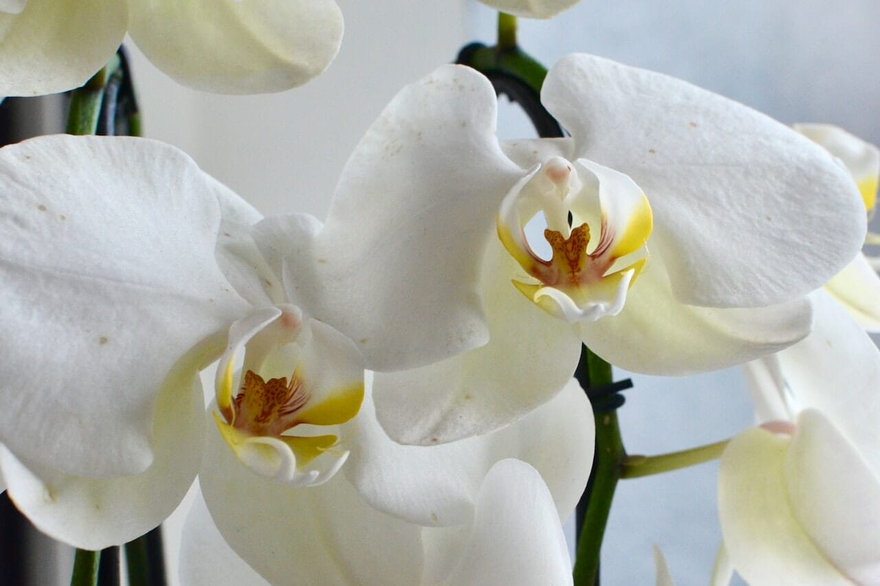 Fiori di un'orchidea sana