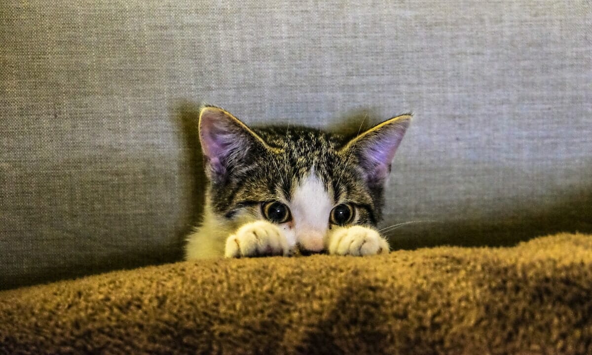 I gatti si comportano spesso in modo imprevedibile