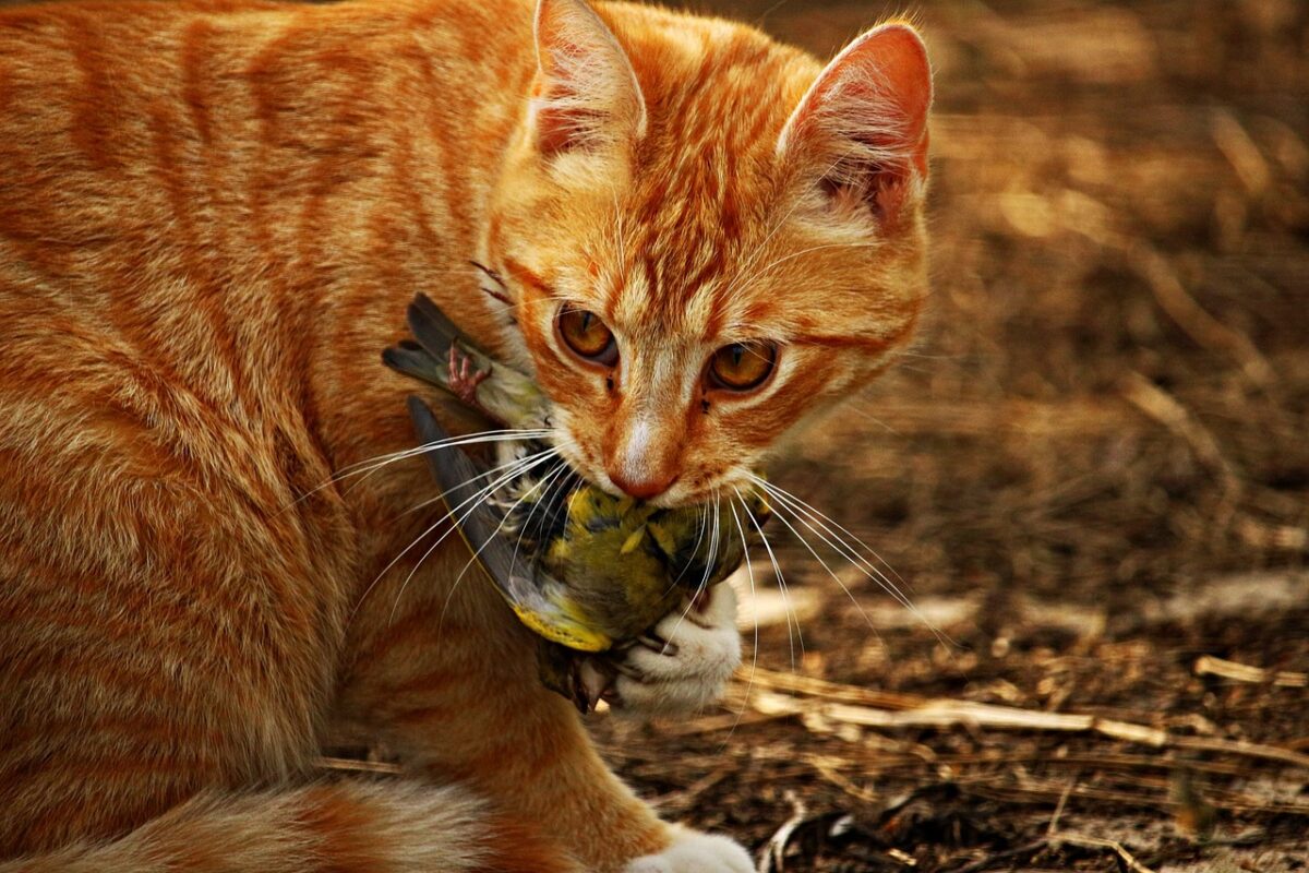 I gatti sono animali carnivori-proiezionidiborsa.it