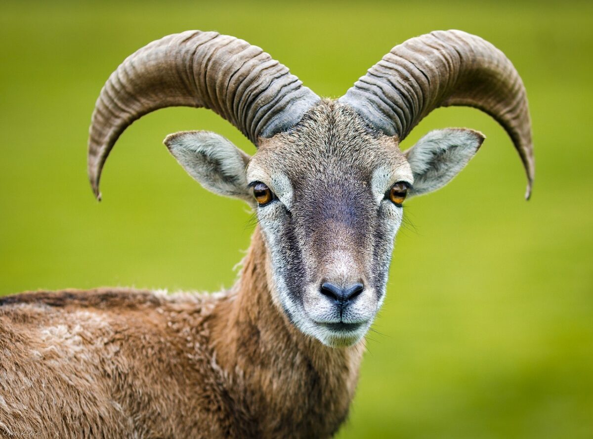 Il Capricorno è il decimo segno dello zodiaco-proiezionidiborsa.it