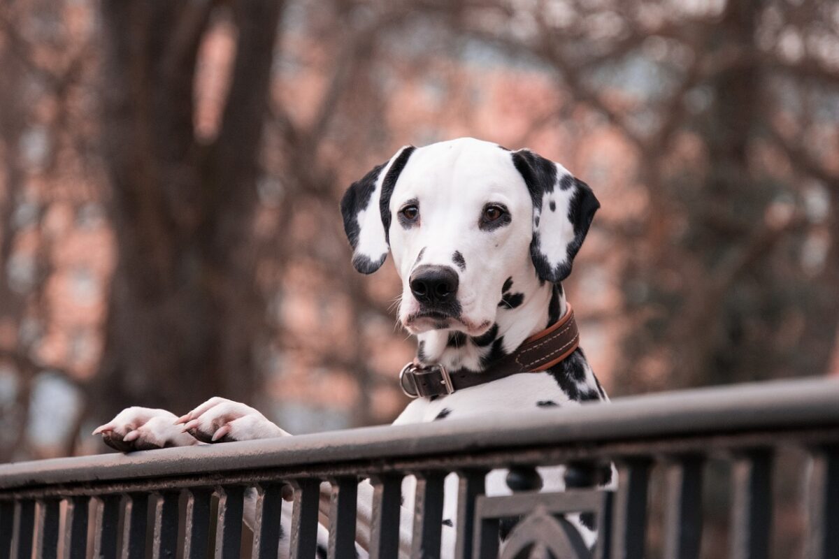 Il Dalmata rispecchia il lato timido della Vergine
