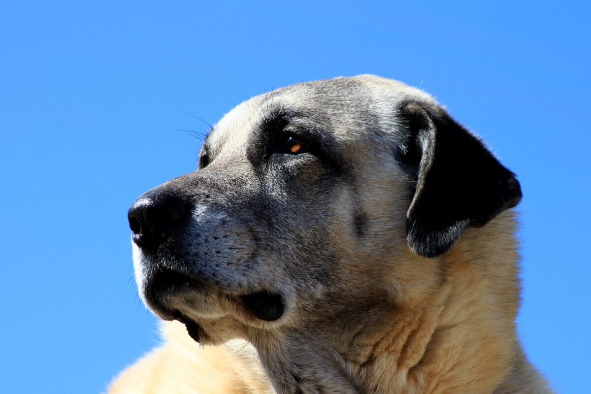 Il Kangal è una razza originaria della Turchia