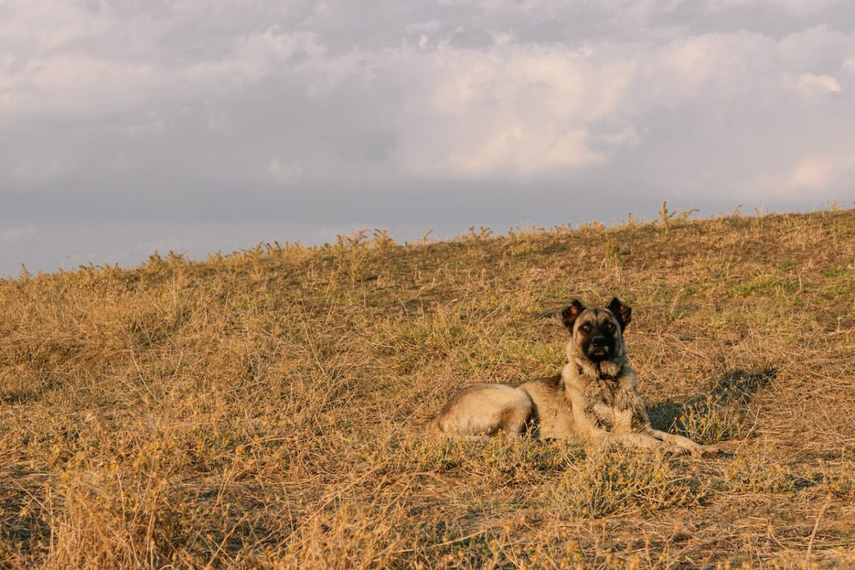 Il Kangal è utilizzato per badare al gregge