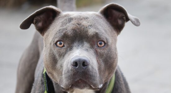 Il cane dal morso più potente e pericoloso non è il Pitbull