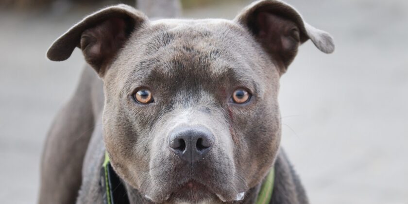 Il cane dal morso più potente e pericoloso non è il Pitbull