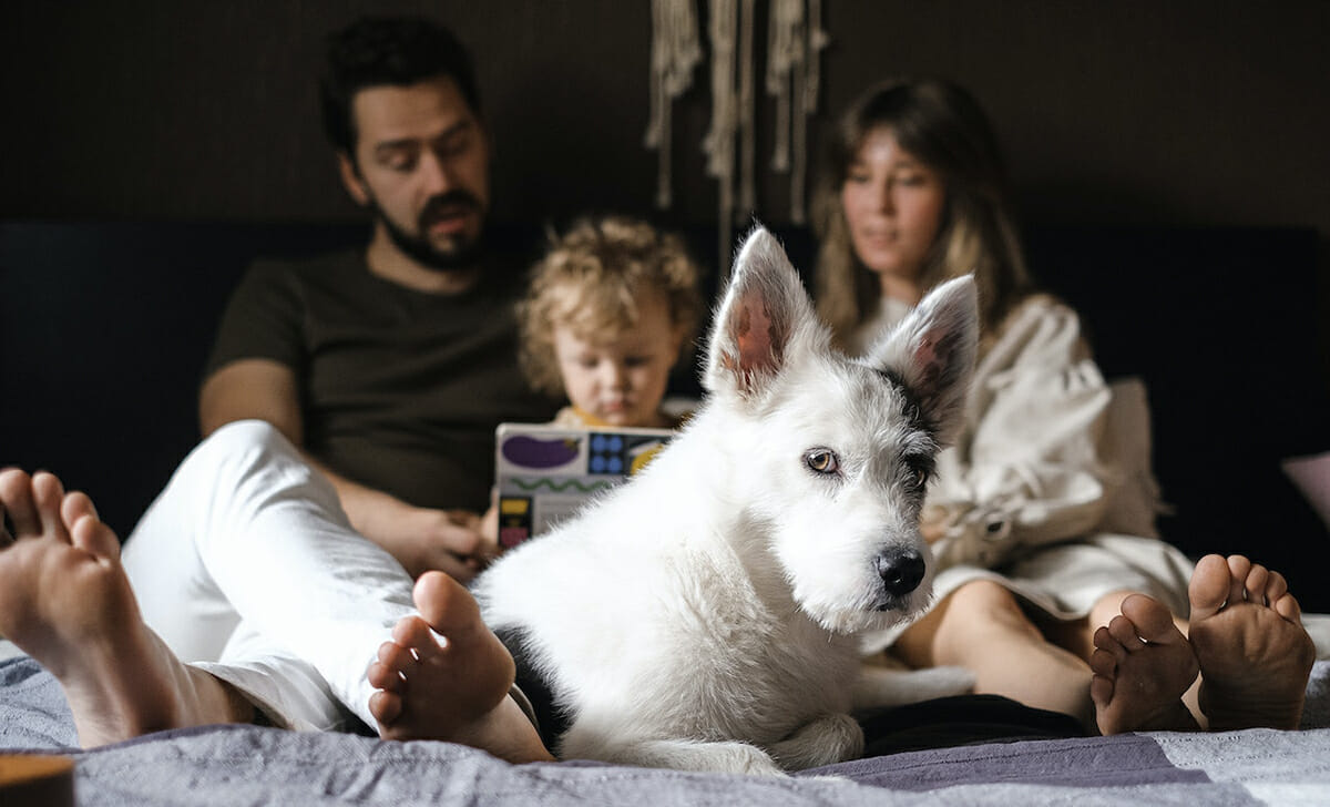 Il cane non dovrebbe mai occupare i nostri spazi
