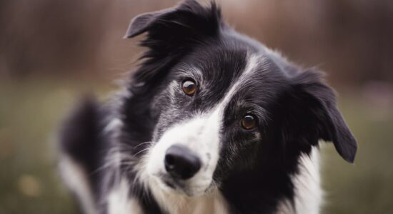 Il cane più intelligente del Mondo non è il Border Collie