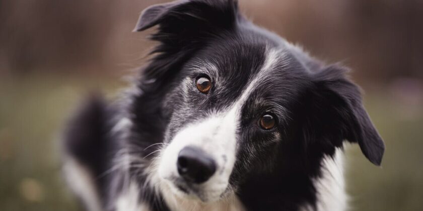 Il cane più intelligente del Mondo non è il Border Collie