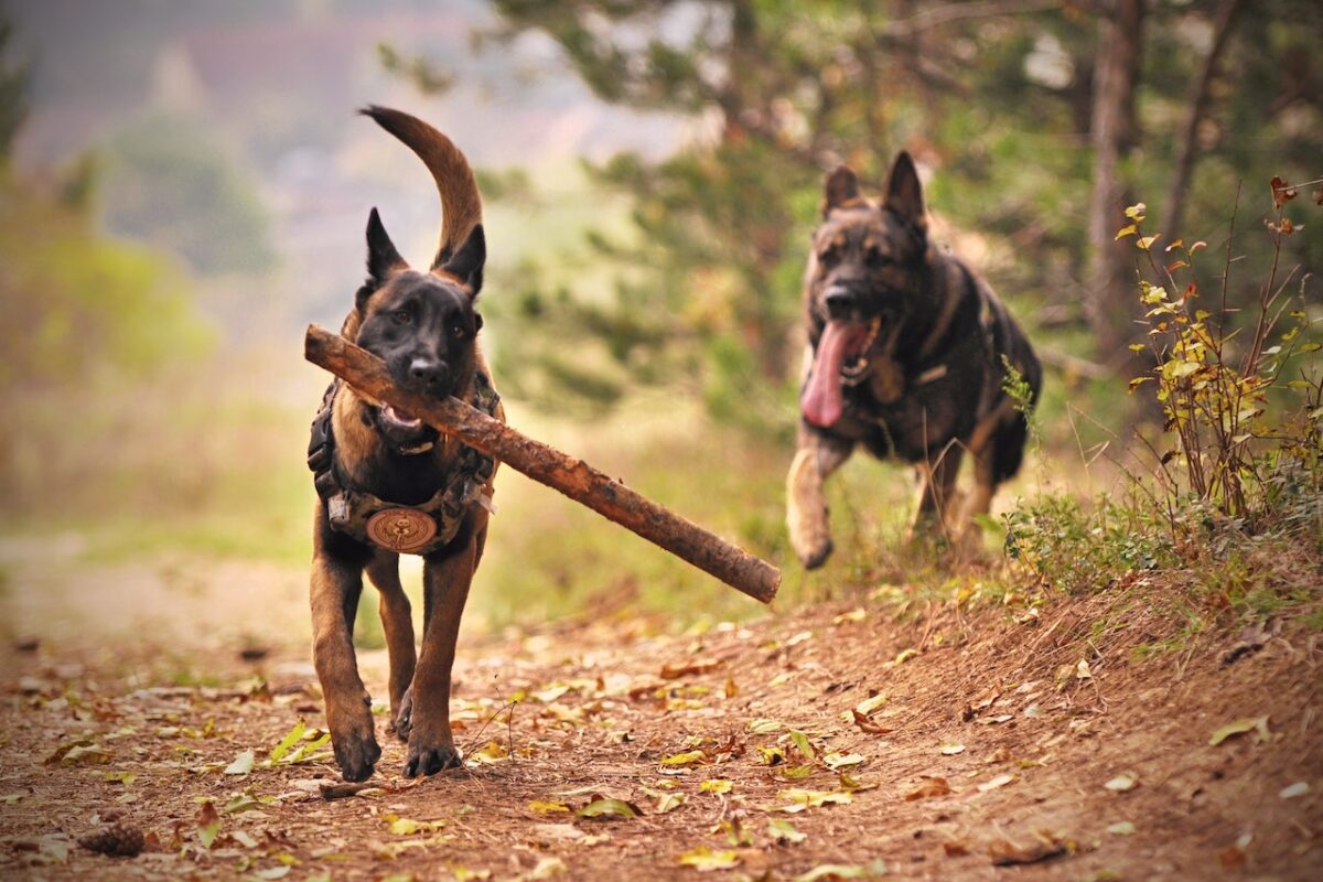 Il cane più intelligente del Mondo sarebbe il Pastore Belga Malinois
