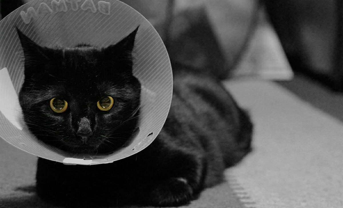 Il collare elisabettiano impedirà che il gatto si lecchi le ferite