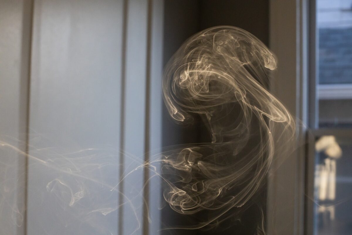 Il falangio è nota come pianta antismog