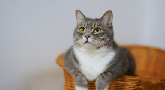 Il gatto fa la cacca fuori dalla lettiera