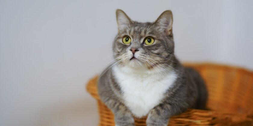 Il gatto fa la cacca fuori dalla lettiera