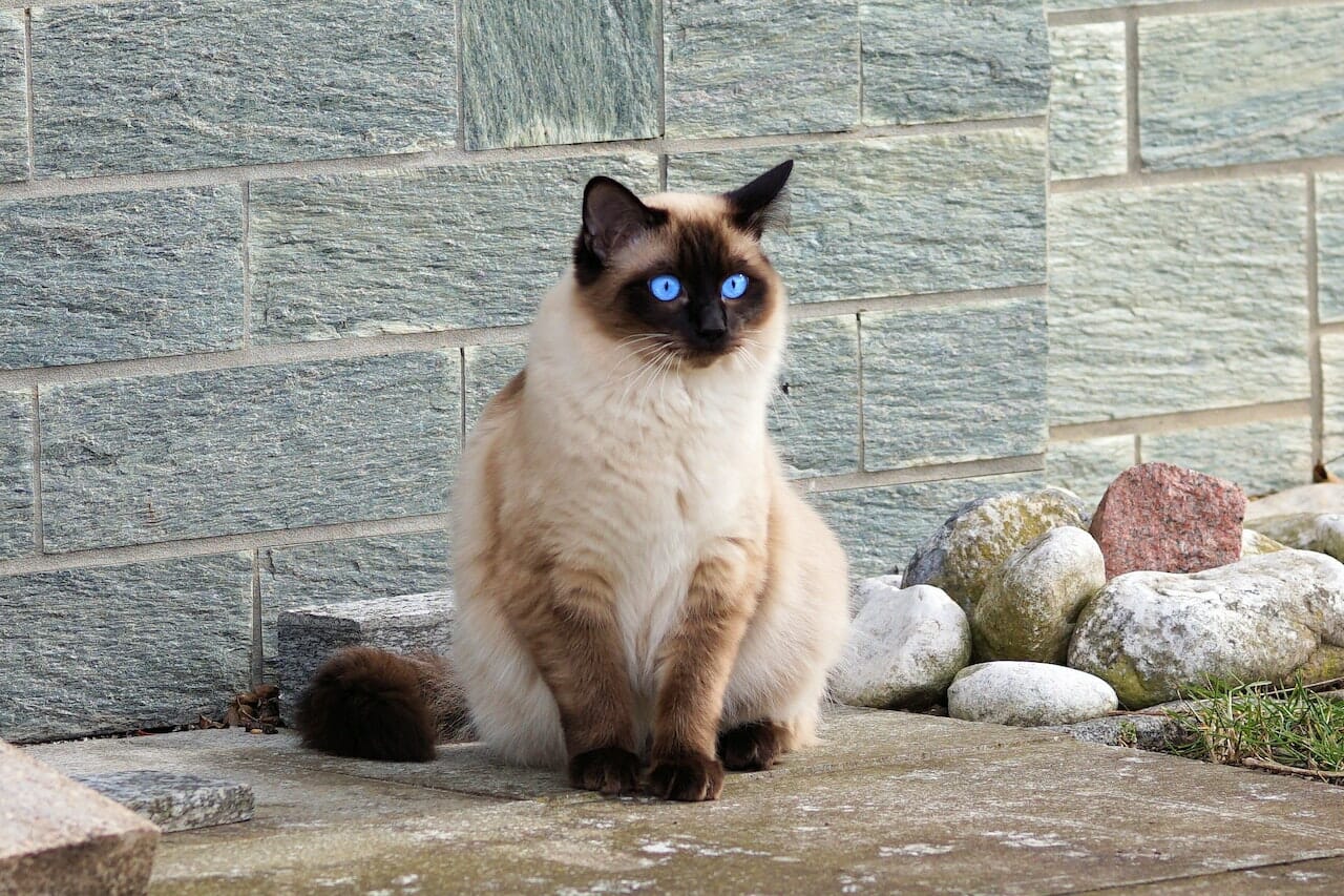 Il gatto ideale è il Siamese