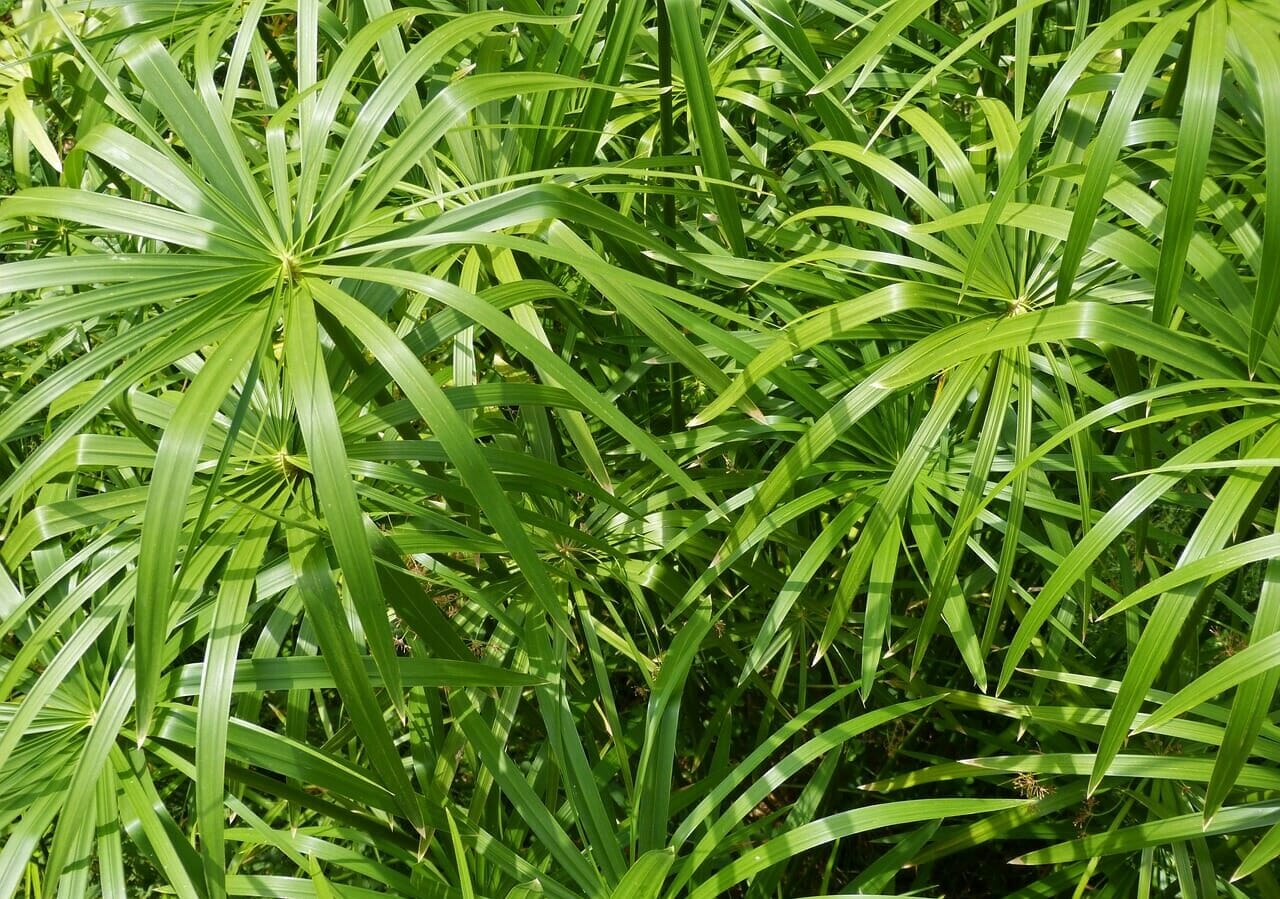 Il papiro è un’altra pianta che richiede molta acqua