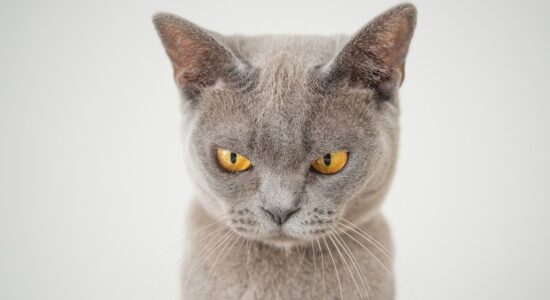 Il tuo gatto ti odia?-proiezionidiborsa.it