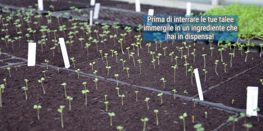 Immergici la tua talea e crescerà rigogliosa